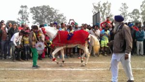 A decked up mare was an absolute entertainer at the stadium ground, enthralling the audience with her dance moves. 