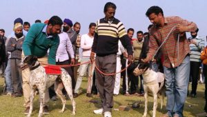 Heroes of Rural Olympics