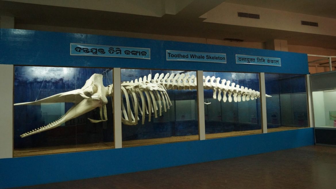 Regional Museum of Natural History, Bhubaneswar, Odisha