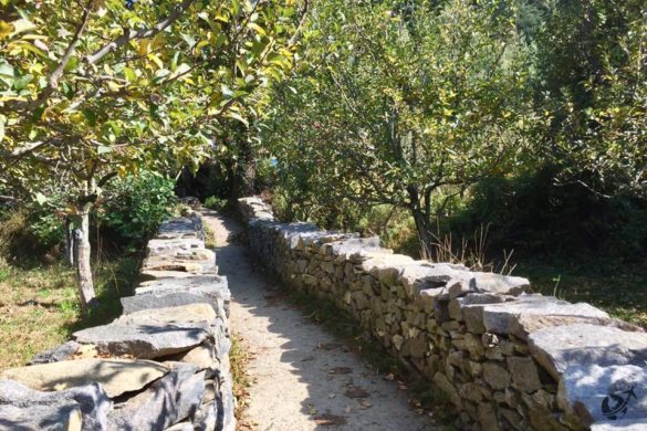 Walking through an orchard