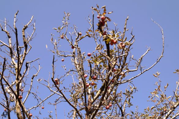 Last of the season's apple bounty