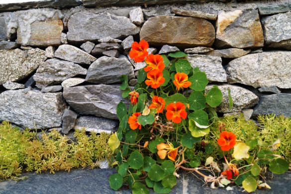 Flowers at ShivAdya Resort