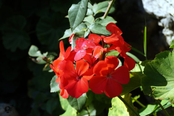 Flowers at ShivAdya Resort