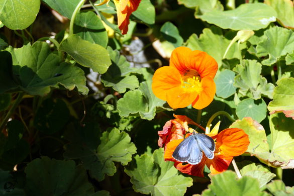 Flowers at ShivAdya Resort