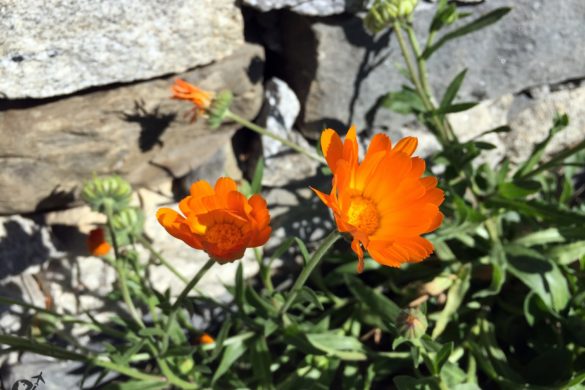 Flowers at ShivAdya Resort