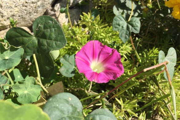 Flowers at ShivAdya Resort