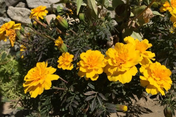 Flowers at ShivAdya Resort