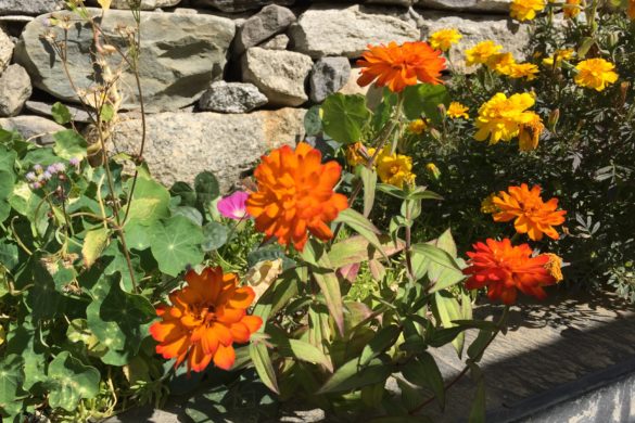 Flowers at ShivAdya Resort