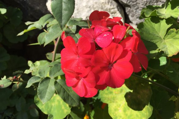 Flowers at ShivAdya Resort