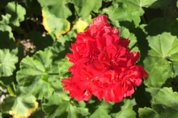 Flowers at ShivAdya Resort