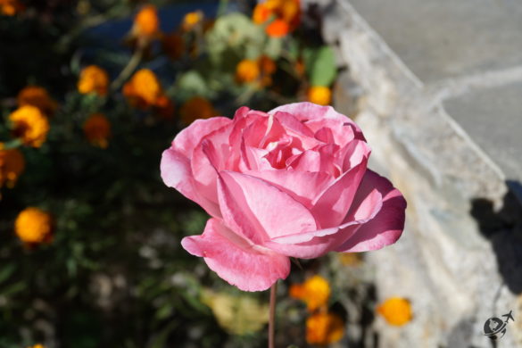 Flowers at ShivAdya Resort