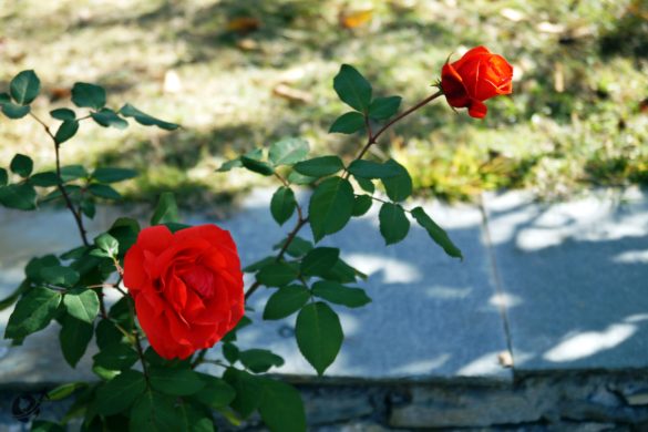 Flowers at ShivAdya Resort