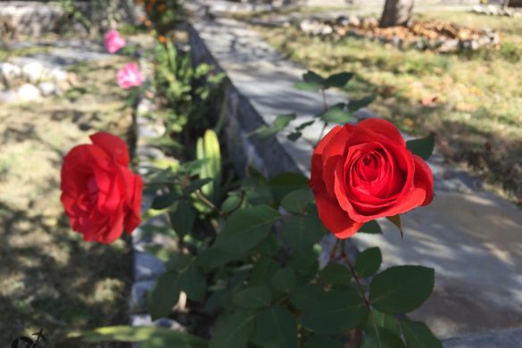 Flowers at ShivAdya Resort