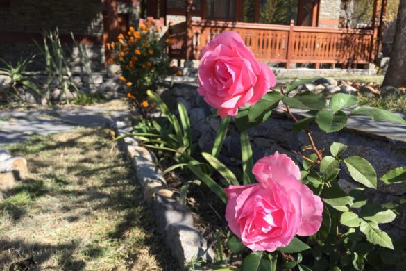 Flowers at ShivAdya Resort