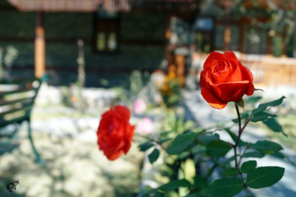 Flowers at ShivAdya Resort